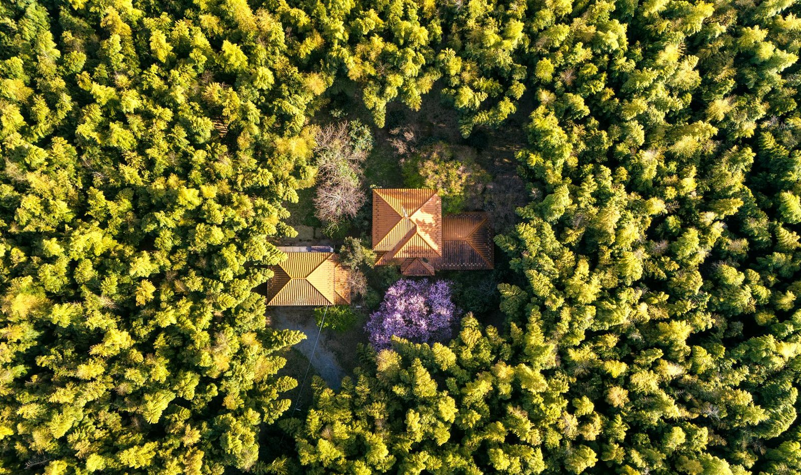 aerial view of house surrounded by forest